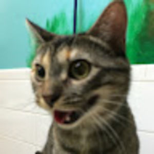 Meet your Posher, Lindsay